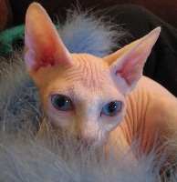 Аватара пользователя