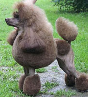 Аватара пользователя